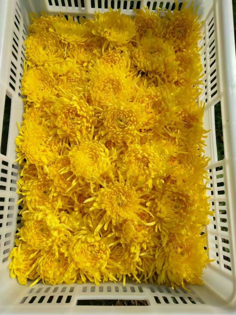 菊花茶特级