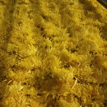 菊花茶特级