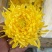 菊花茶特级