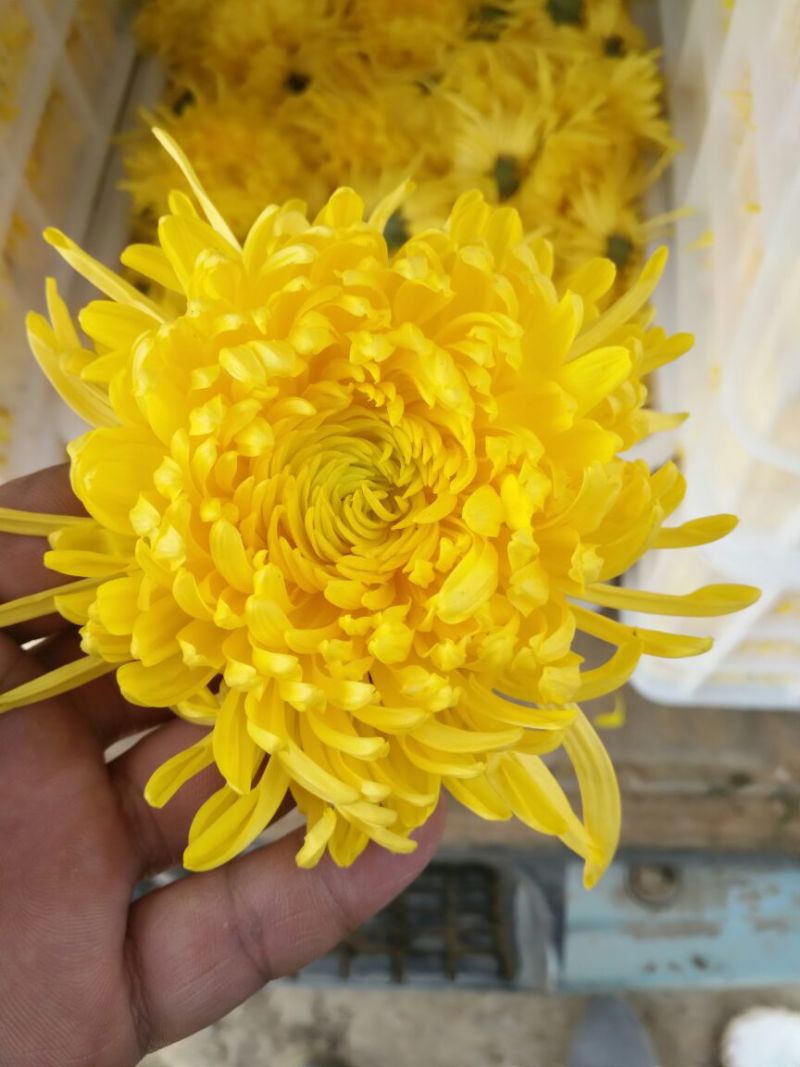 菊花茶特级