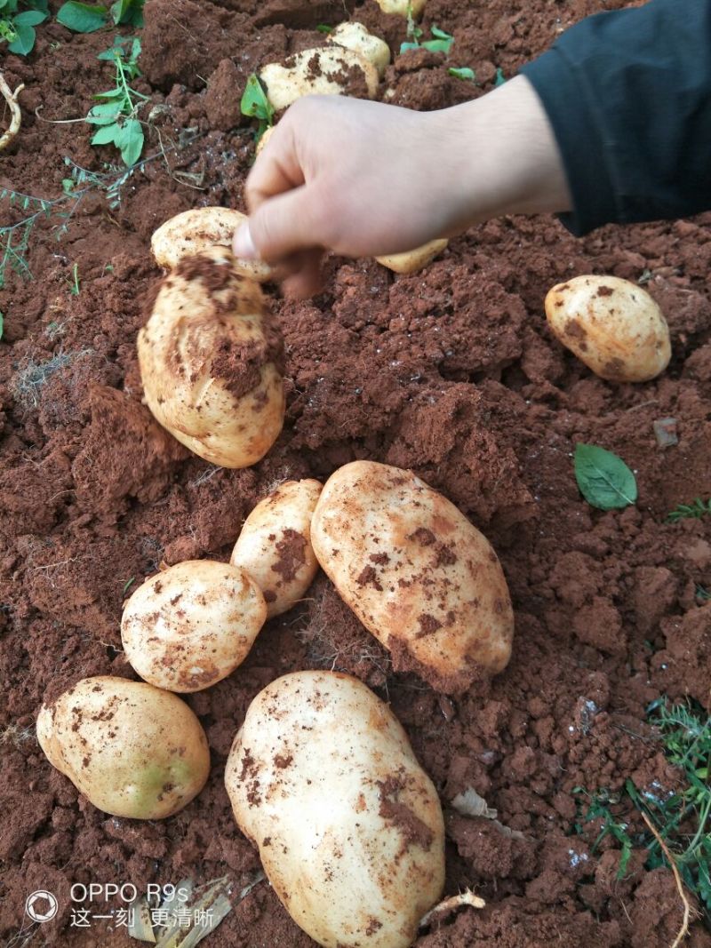 土豆丽暑6号，合作88号