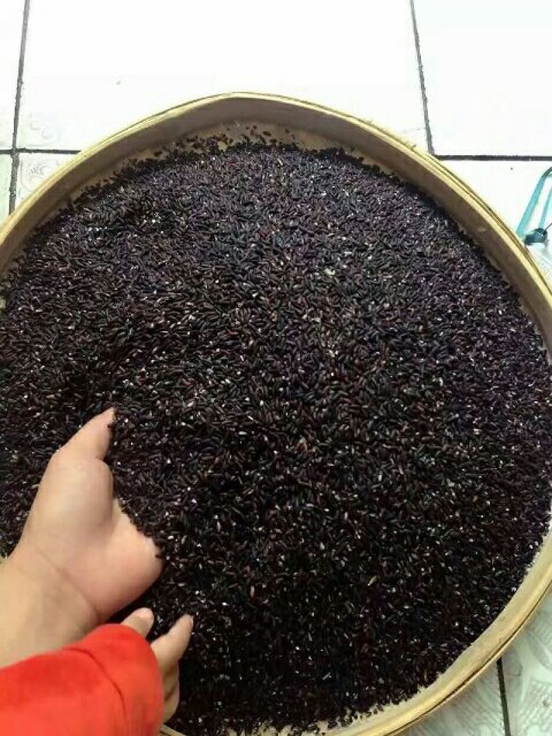 黑糯米散装