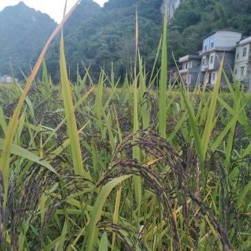 黑糯米散装
