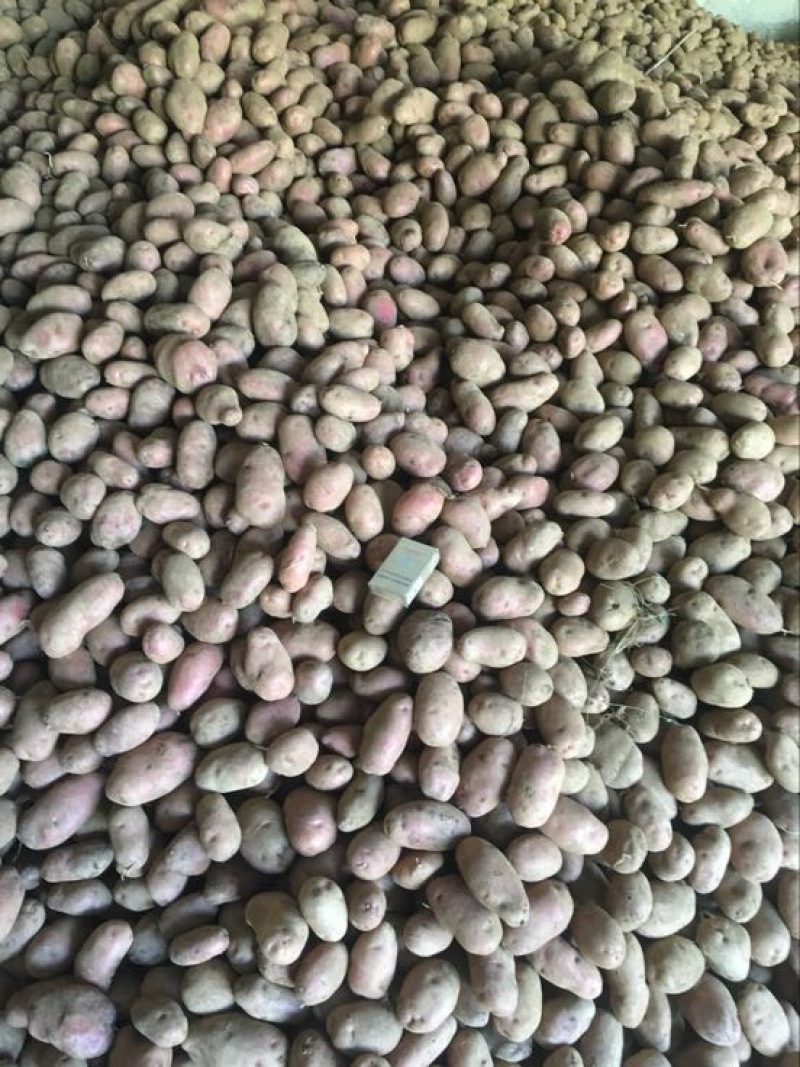 青薯9号土豆1两以上精品
