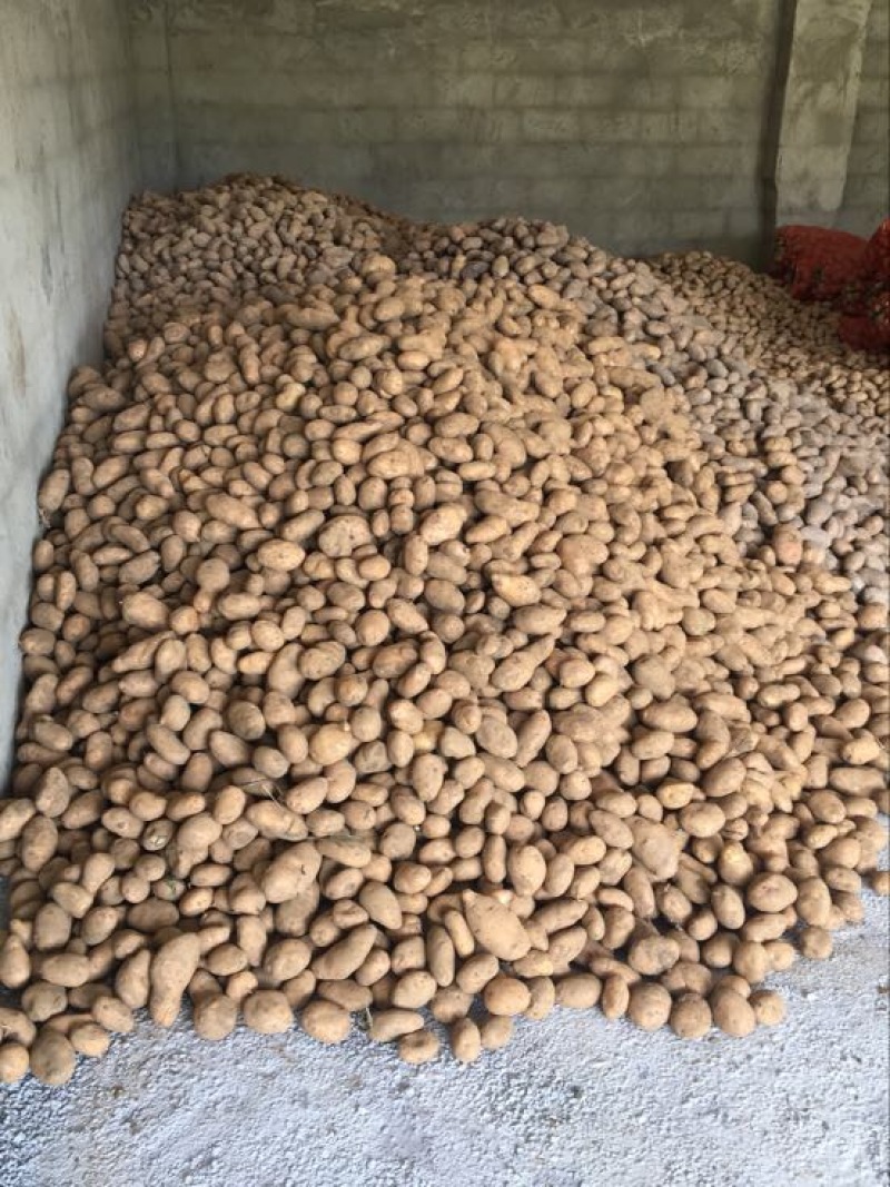 青薯9号土豆1两以上精品