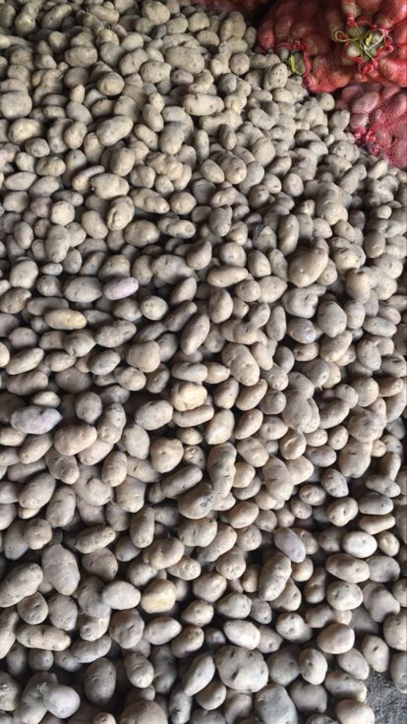 青薯9号土豆1两以上精品