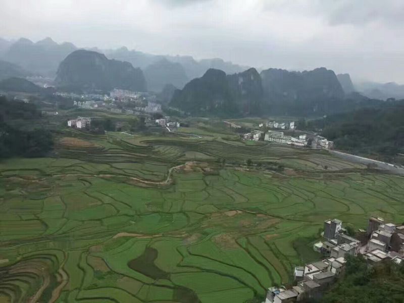 黑糯米散装