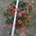 火棘20~30cm