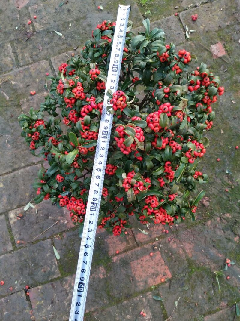 火棘20~30cm