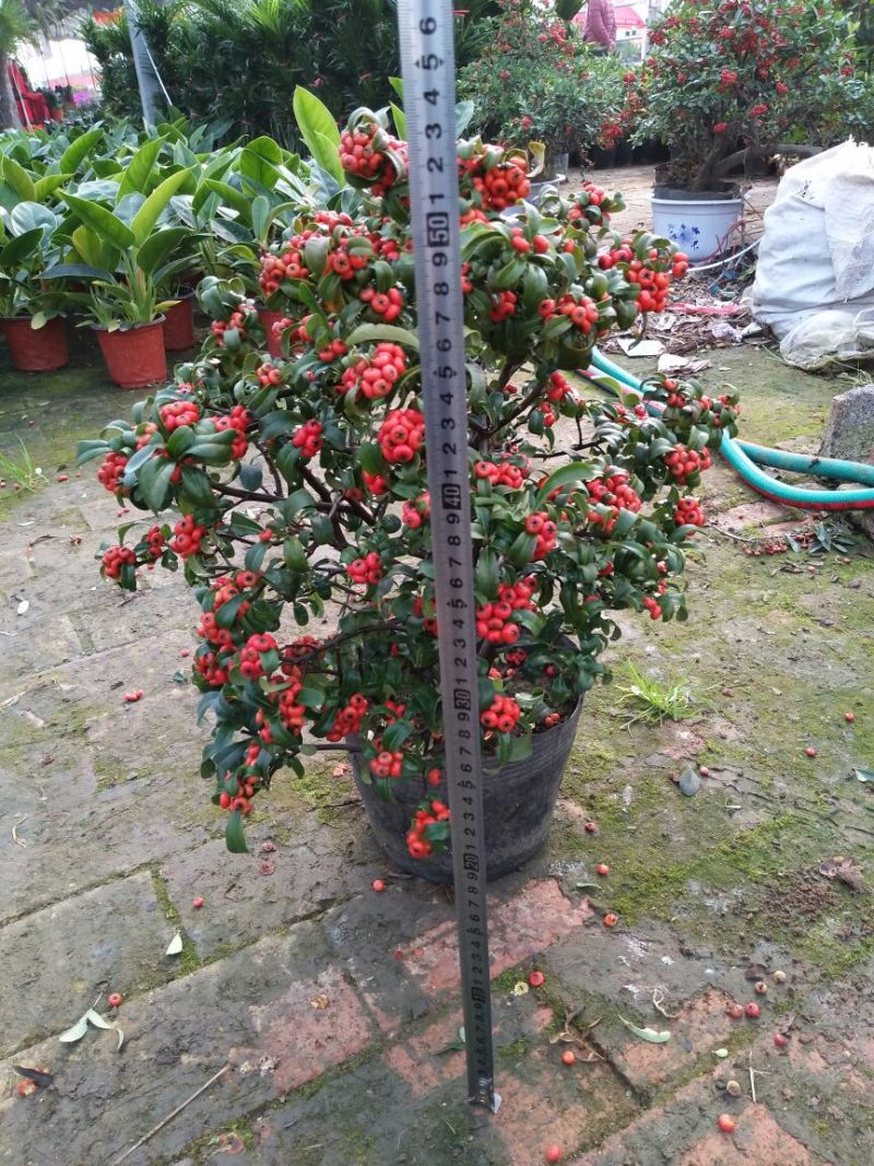 火棘20~30cm