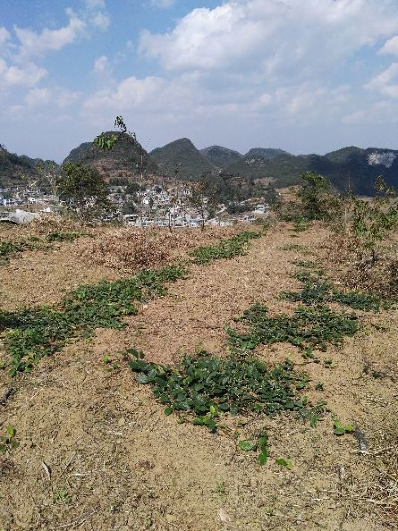 野地瓜2cm以下