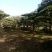 造型松14公分