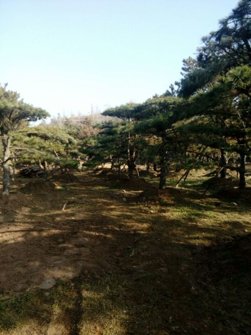 造型松14公分