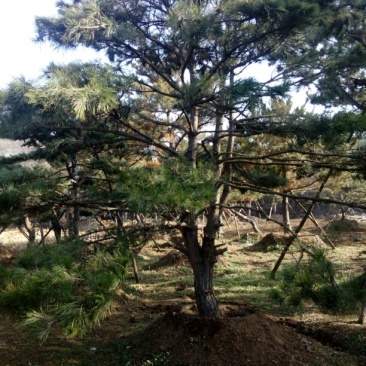 造型松14公分