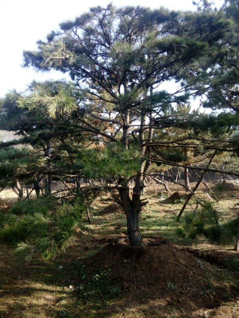 造型松14公分