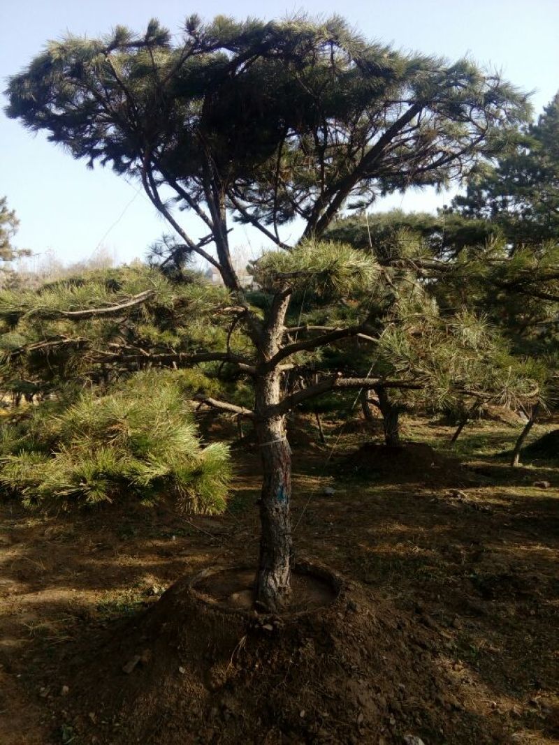 造型松14公分
