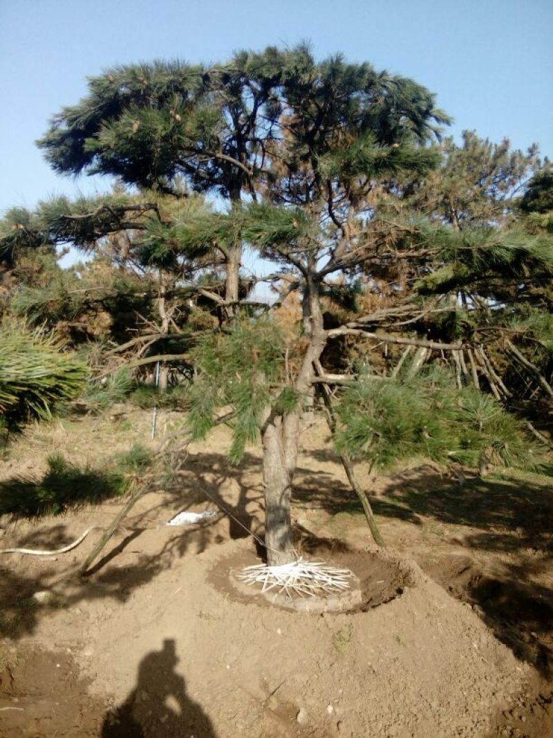 造型松14公分