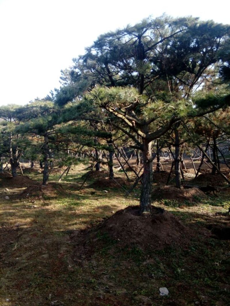 造型松14公分