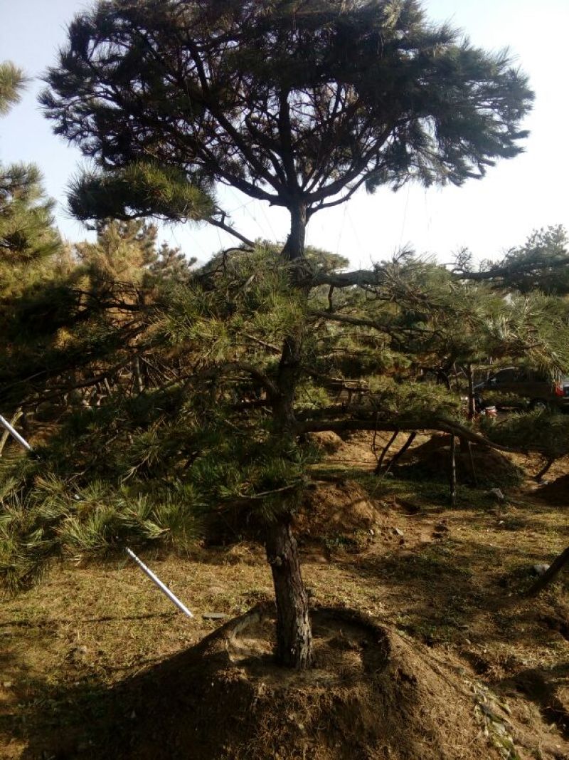 造型松14公分
