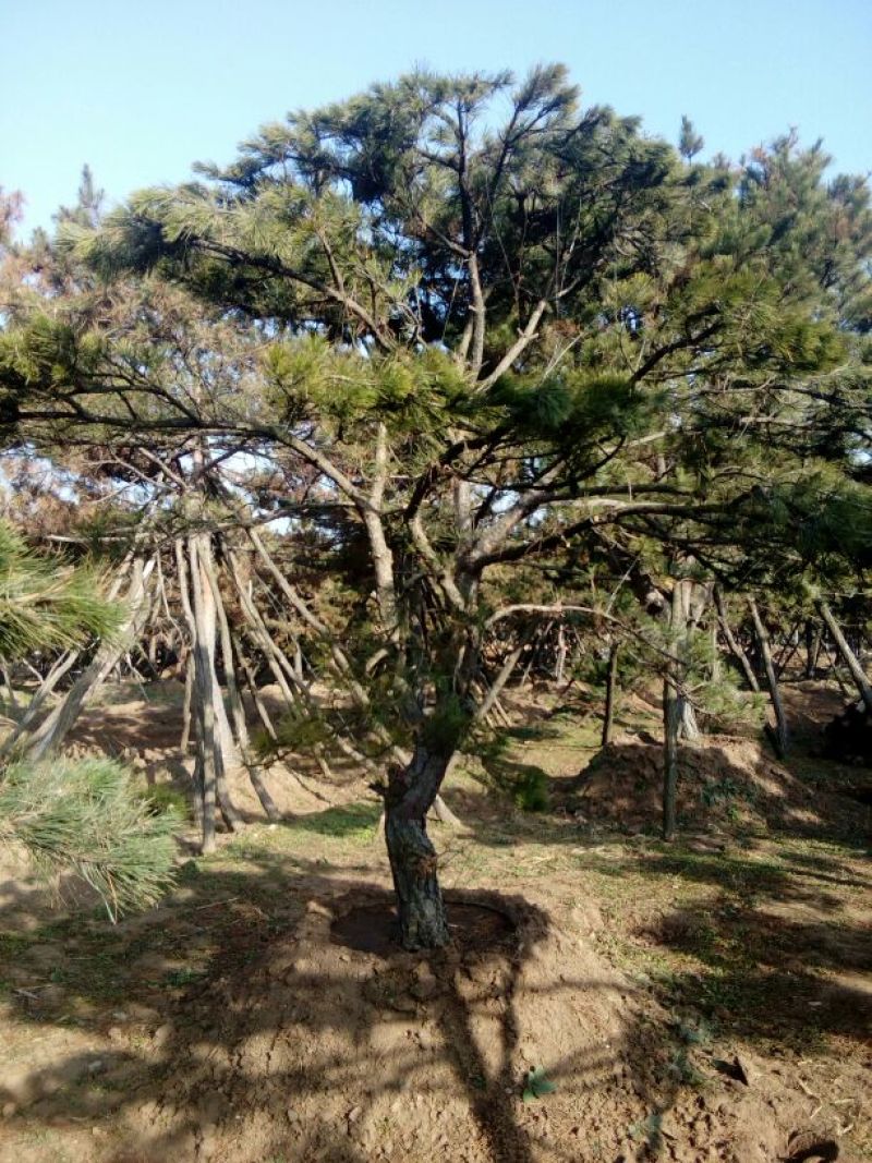 造型松14公分