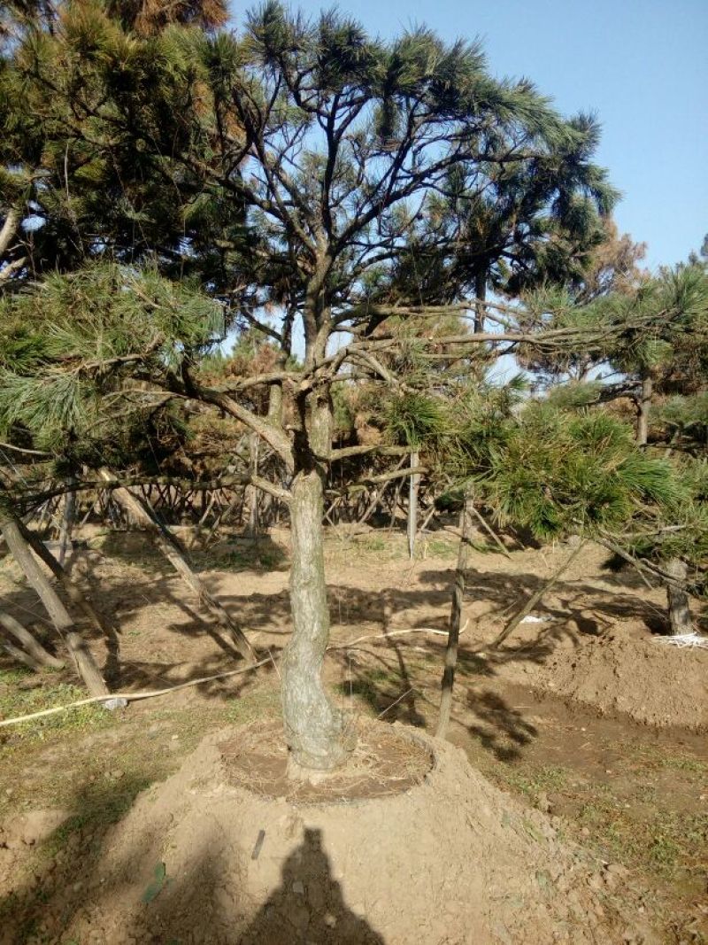 造型松14公分