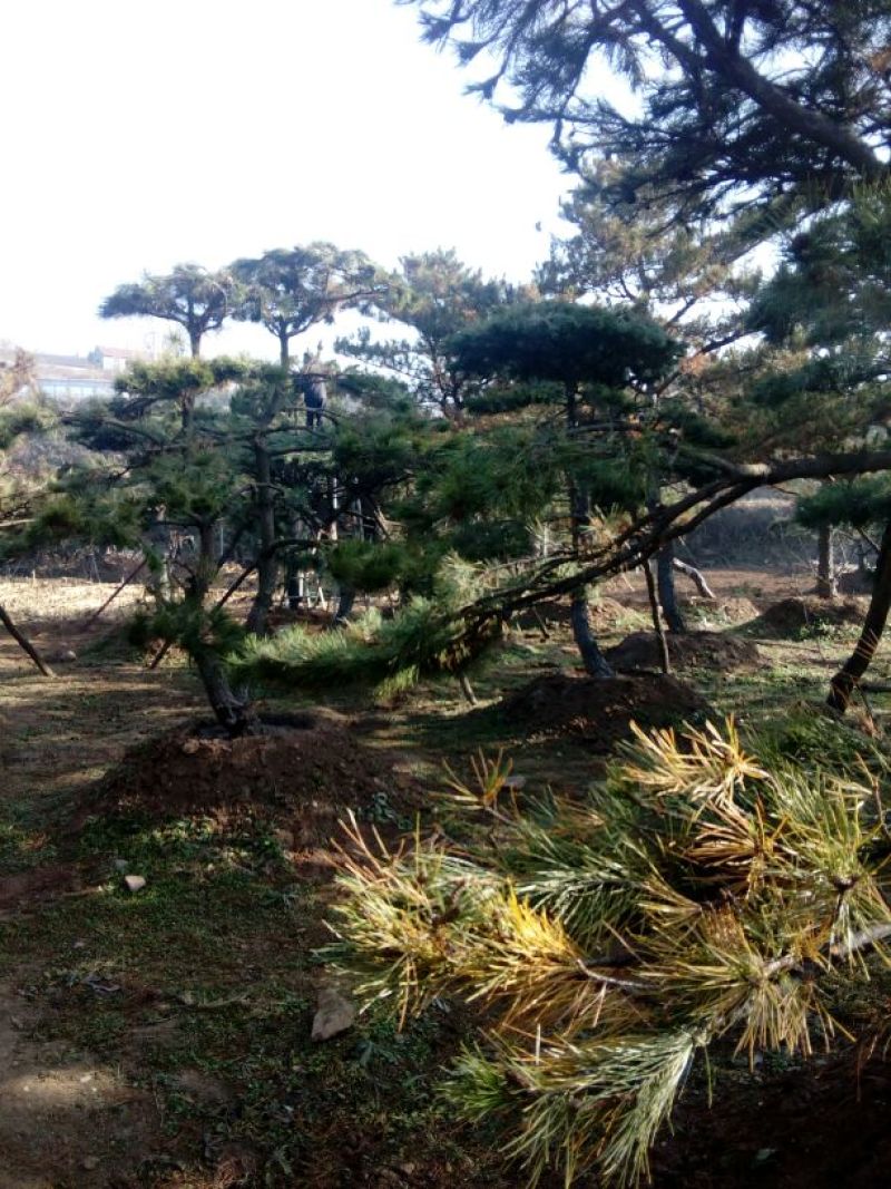 造型松14公分