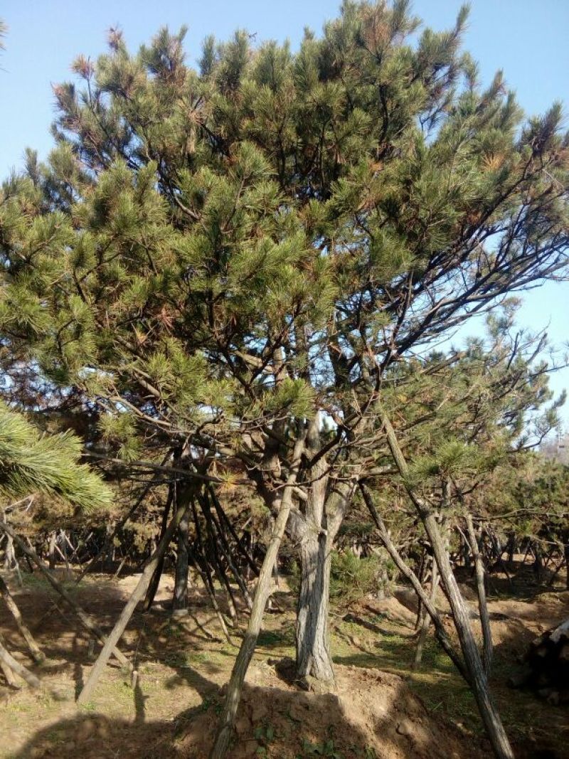 造型松14公分