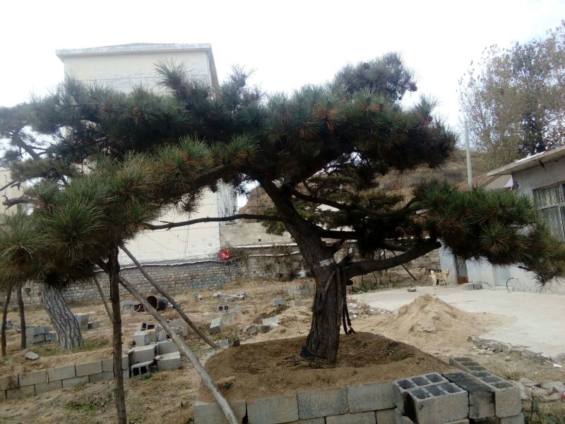 造型松14公分