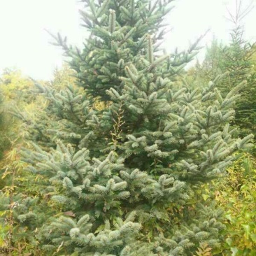 红皮云杉8~10cm8~10cm3~3.5米