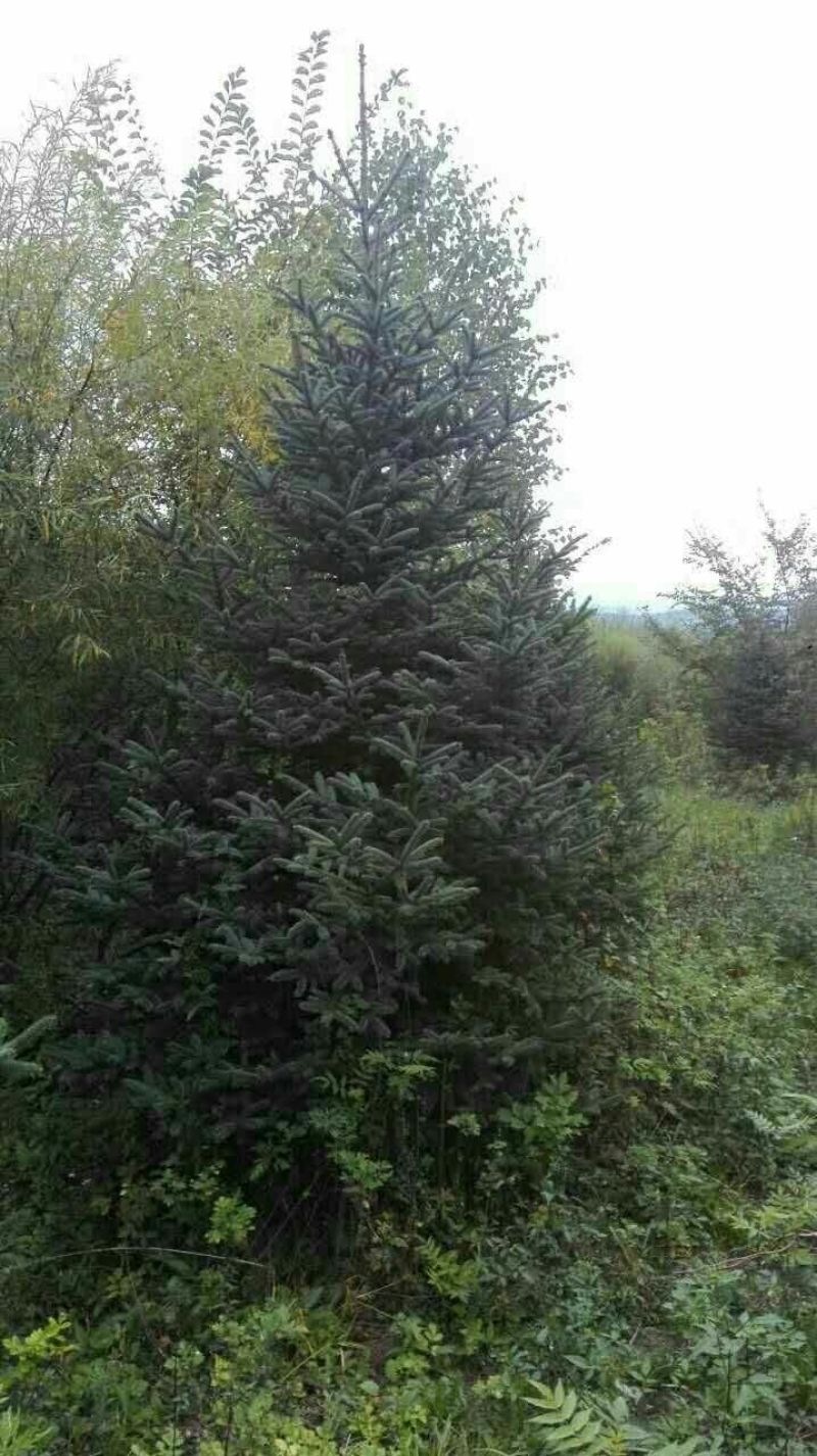 红皮云杉8~10cm8~10cm3~3.5米