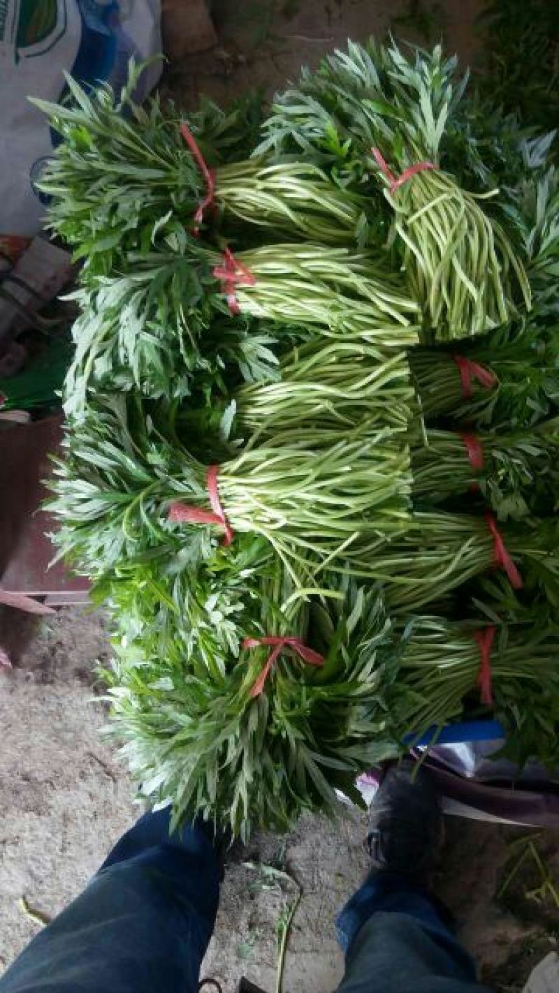 【优选】藜蒿泥耗基地种植货源稳定充足一条龙欢迎致电