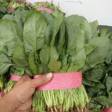 大叶菠菜10~15厘米