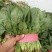 大叶菠菜10~15厘米