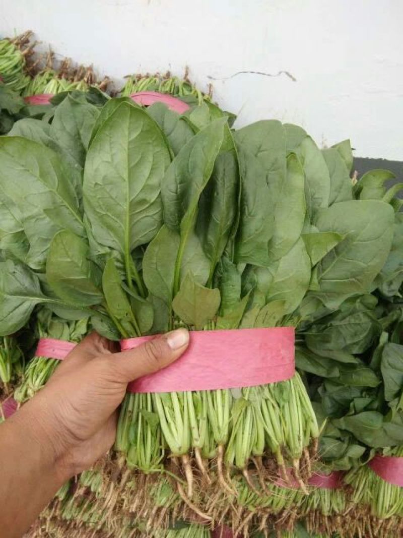 大叶菠菜10~15厘米