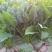 大叶菠菜10~15厘米