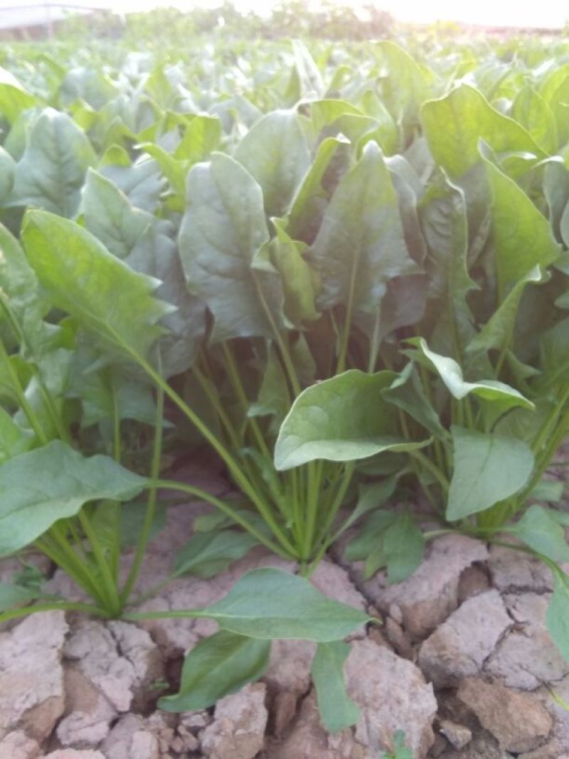 大叶菠菜10~15厘米