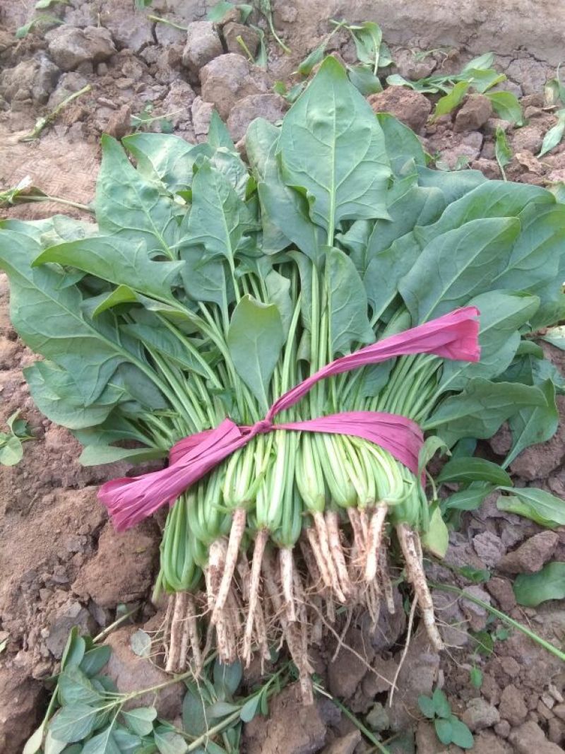 大叶菠菜10~15厘米