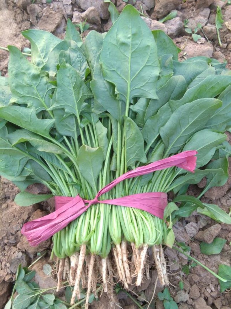 大叶菠菜10~15厘米