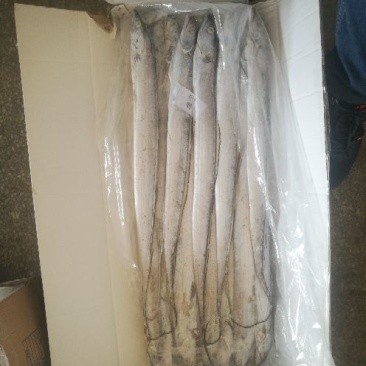 南海带鱼要精品的联系