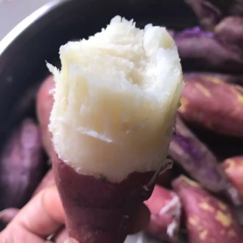 红薯3两以上商品薯白心