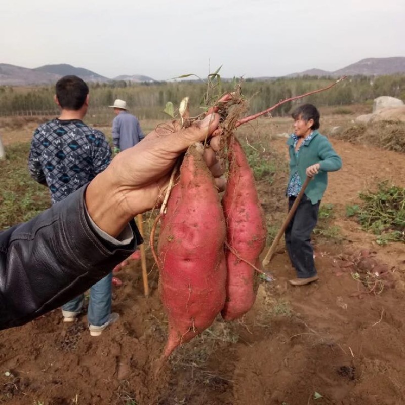 红薯3两以上商品薯白心