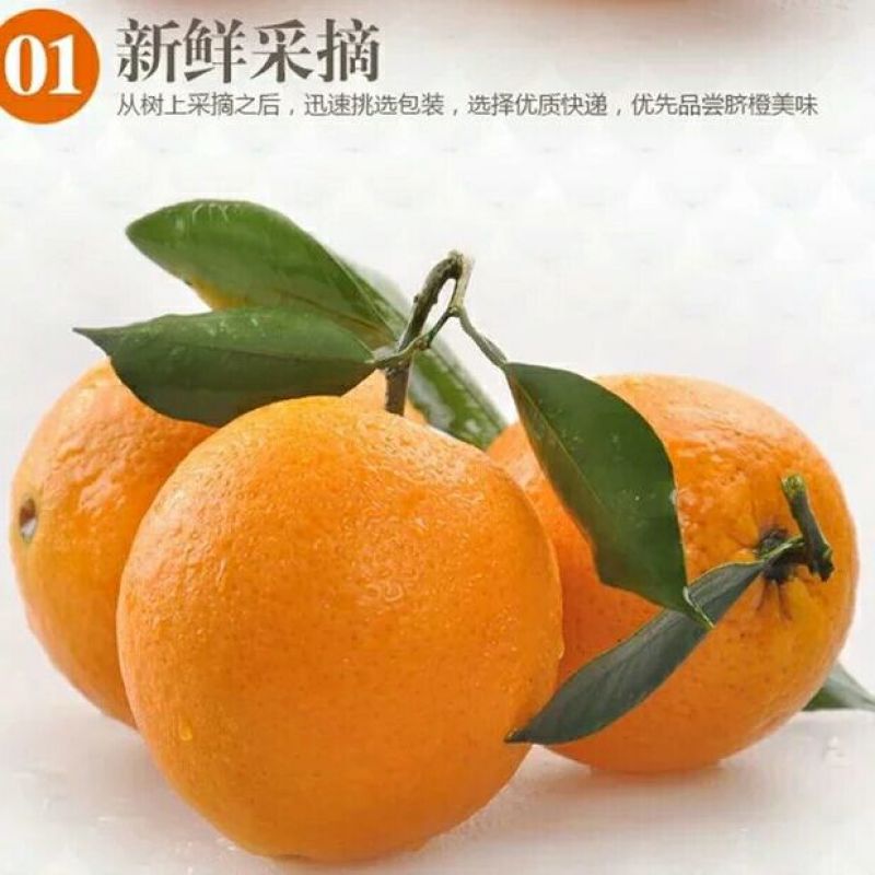 金堂脐橙70~75mm9斤大果包邮肉嫩多汁