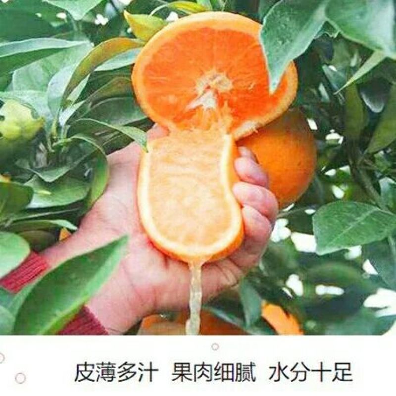 金堂脐橙70~75mm9斤大果包邮肉嫩多汁