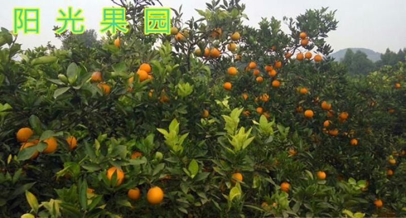 金堂脐橙70~75mm9斤大果包邮肉嫩多汁