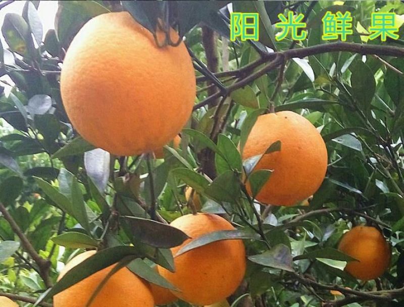 金堂脐橙70~75mm9斤大果包邮肉嫩多汁