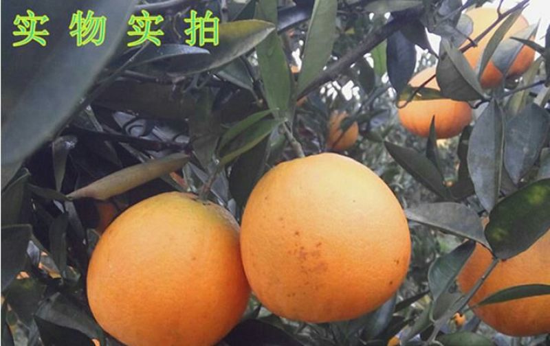 金堂脐橙70~75mm9斤大果包邮肉嫩多汁