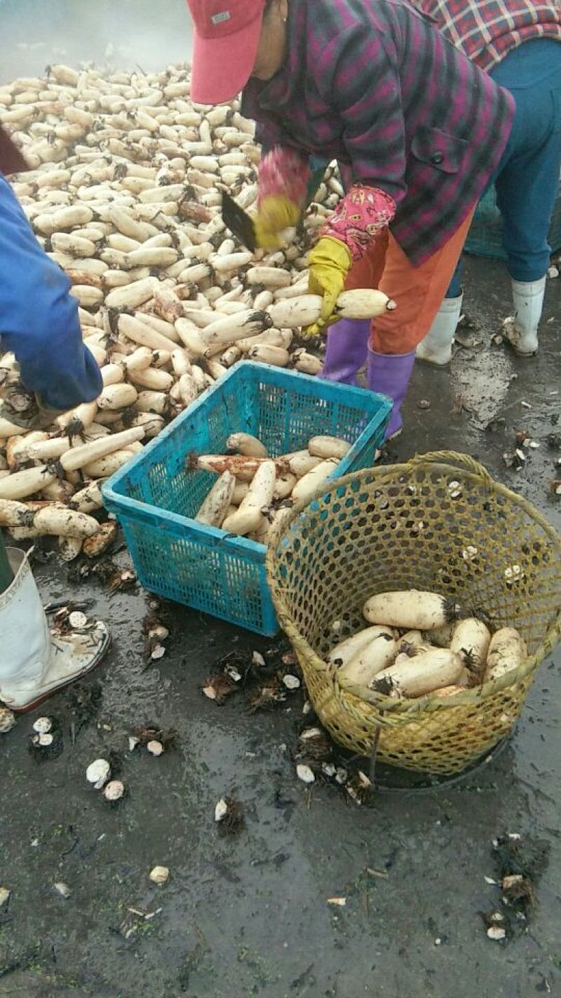 藕粉散装