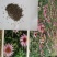 打造花海种子品种有哪些