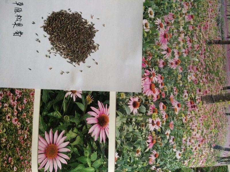 打造花海种子品种有哪些