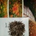 打造花海种子品种有哪些